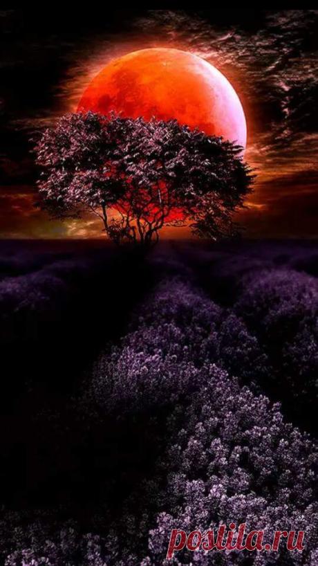 (89) Facebook