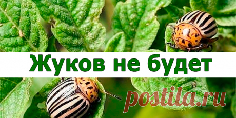 Жуков не бывает | Полезные советы