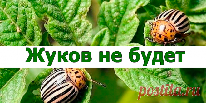 Жуков не бывает | Полезные советы