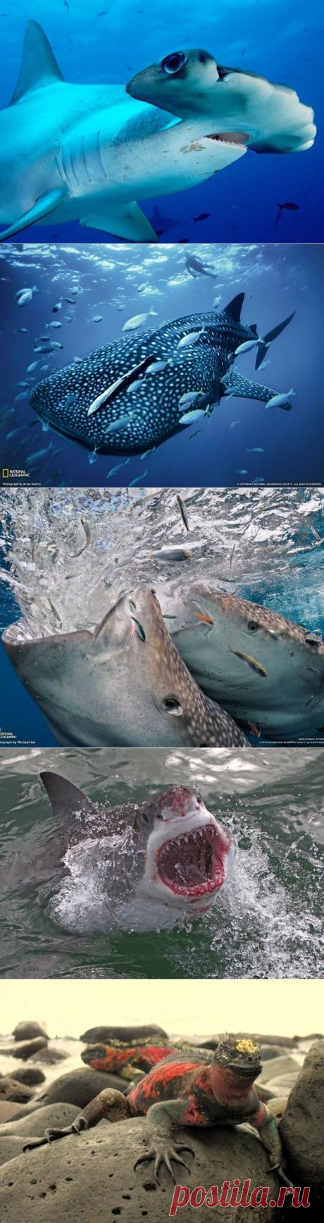 (+1) тема - Места на планете, где можно встретить удивительных животных | Наука и техника