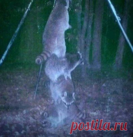 Подвесил приманку для оленей по выше, чтоб еноты не смогли достать...