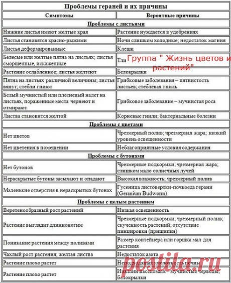 Проблемы при выращивании герани.