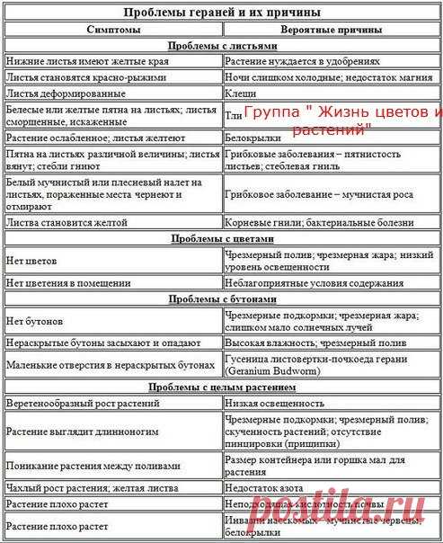 Проблемы при выращивании герани.