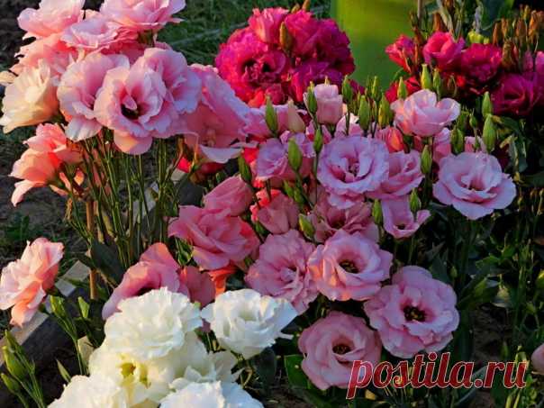 Эустома в вашем саду

Эустома – очень привлекательное растение с сизыми, словно покрытыми воском, листьями и крупными воронковидными простыми или махровыми цветками нежных оттенков. Цветки у эустомы крупноцветковой достигают 7–8 см в диаметре. Они бывают самой разной окраски – белые, розовые, лиловые, фиолетовые, белые с цветной каймой и т. д. Полураспустившиеся цветки похожи на бутоны роз, а когда раскроются полностью – на крупные маки. Стебли у эустомы прочные, 80–90 см ...