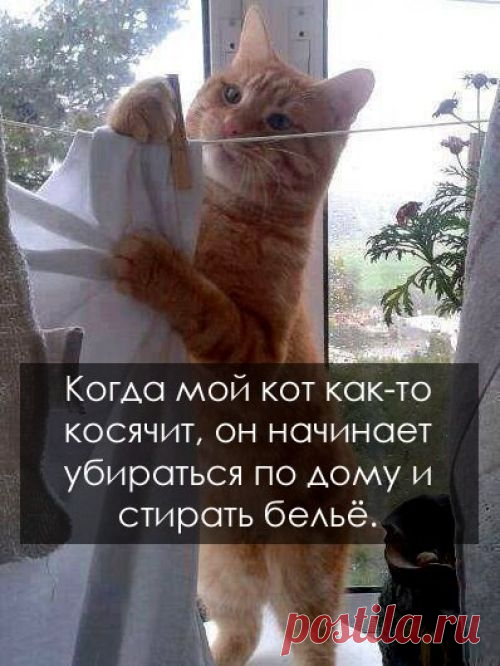 котики Поиск