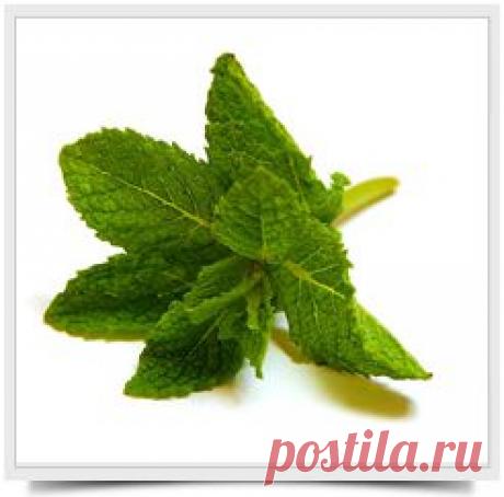 Полезные свойства мяты. Узнайте 30 её уникальных свойств, прямо сейчас! | Советы Народной Мудрости