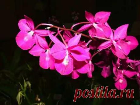 Розовые орхидеи..mp4 пересадка орхидеи дендробиум видео орхидеи дендробиум в домашних условиях » Твое здоровье и уход.