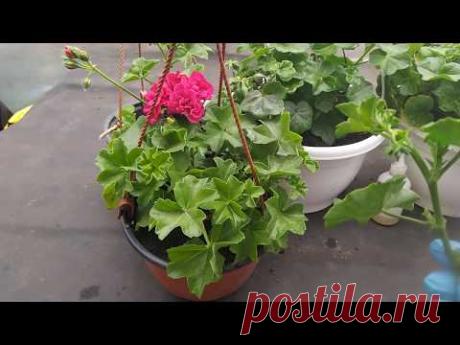 ГЕРАНЬ ,УРОК ДЛЯ .....УКОРЕНЯЮ АМПЕЛЬНУЮ ПЛЮЩЕЛИСТНУЮ .