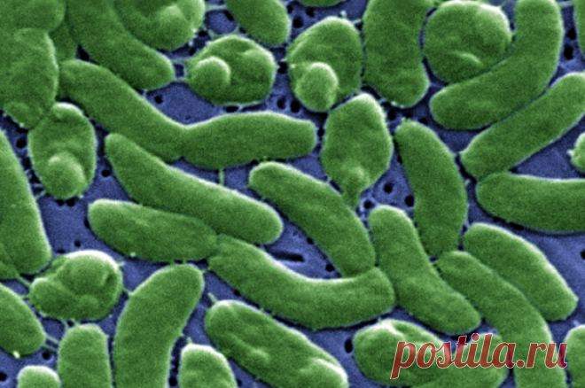 Брат холеры, только хуже. Бактерия-людоед грозит и россиянам. Эпизодически из США приходят жуткие новости о жертвах бактерии-людоеда. Вот только что New York Post написала хоррор о 47-летней женщине из Калифорнии, которой ампутировали руки и ноги после того, как она съела тилапию, купленную на рынке.