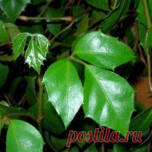 Как ухаживать за комнатной березкой?