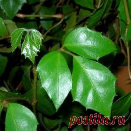 Как ухаживать за комнатной березкой?