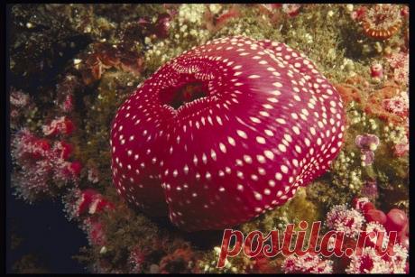 морской анемон: 19 тыс изображений найдено в Яндекс.Картинках