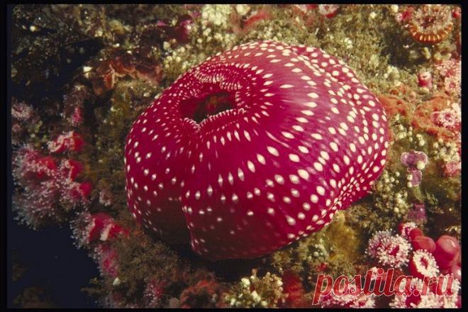 морской анемон: 19 тыс изображений найдено в Яндекс.Картинках