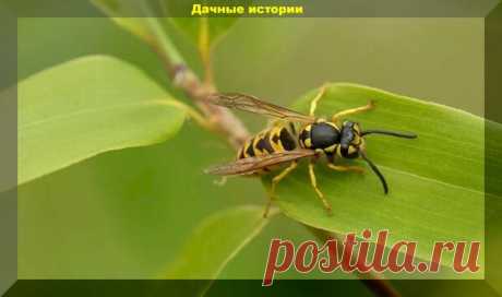 Какая польза от осиного гнезда?