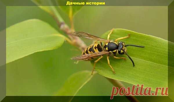 Какая польза от осиного гнезда?