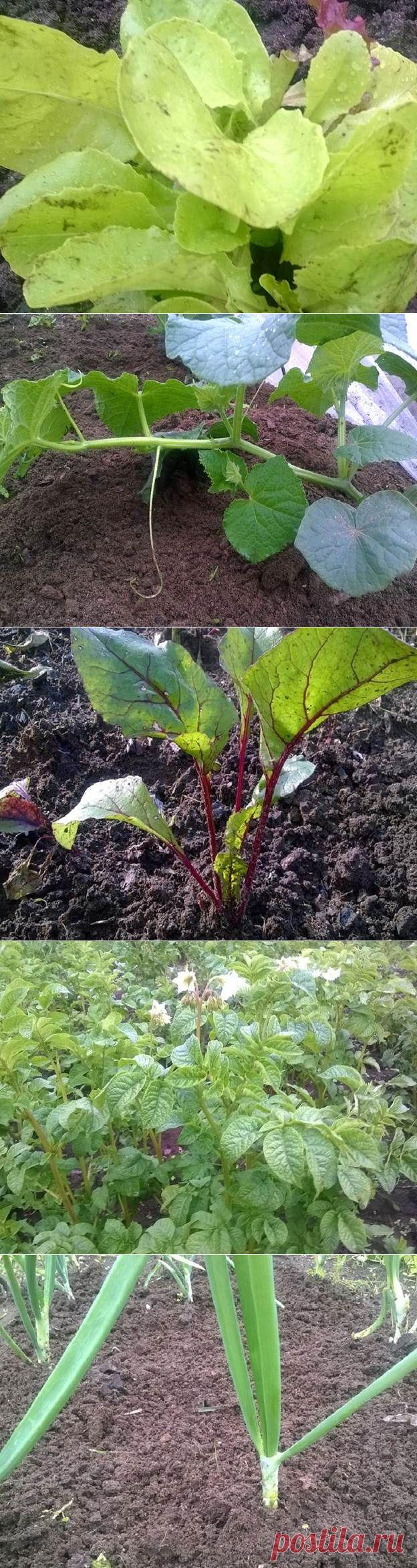 Что посадить в огороде в июле? Посадка овощных культур и зелени