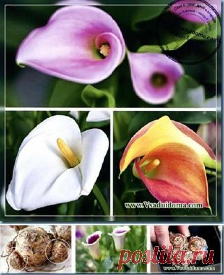 Цветы каллы - посадка и уход, размножение и хранение кал (Часть 2) | Сайт о саде, даче и комнатных растениях.