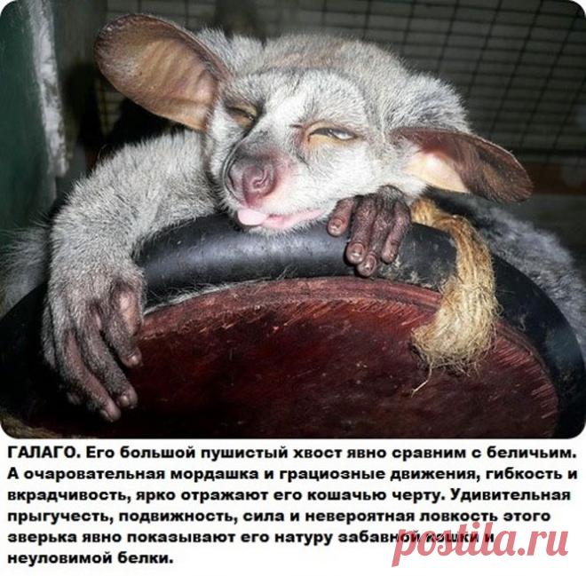 Самые странные и редкие животные на планете