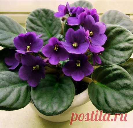 Хитрости Жизни