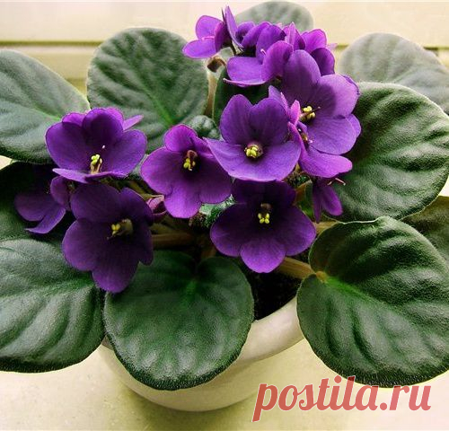 Хитрости Жизни