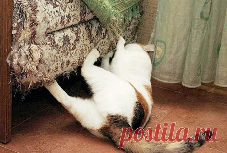 Смешные животные: когда дома скучно. Подборка забавных фото | уДачная жизнь | Яндекс Дзен