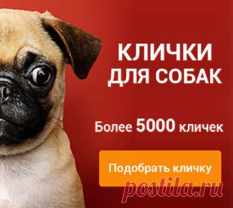 Охотничьи породы собак: список пород для охоты с фото и описанием