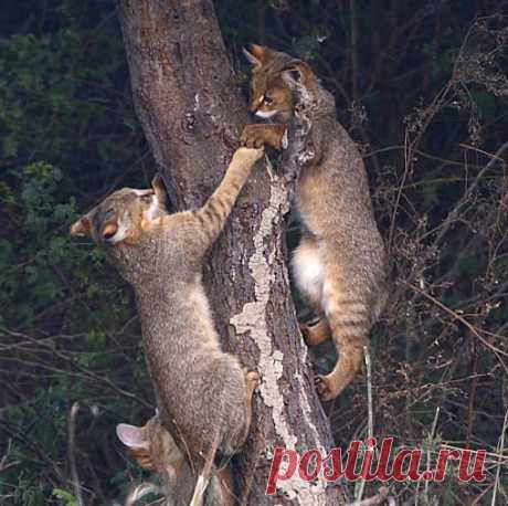 Jungle Cat - Doesn't Really Live in a Jungle | Animal Pictures and Facts | FactZoo.com