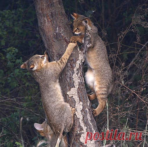 Jungle Cat - Doesn't Really Live in a Jungle | Animal Pictures and Facts | FactZoo.com