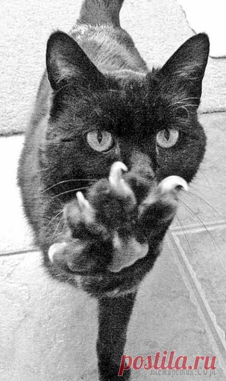 КОТАНЫ, ЛЮБОВЬ И ОСТАЛЬНЫЕ