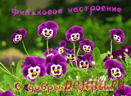 Живые фотографии – Живые картинки – Сообщество – Google+