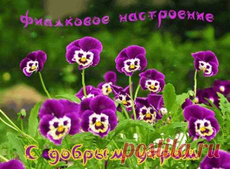 Живые фотографии – Живые картинки – Сообщество – Google+