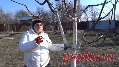 ОБРЕЗКА ЧЕРЕШНИ: 4 важных шага в обрезке. Принципы обрезки черешни. Вы узнаете биологические особенности черешни, задачи формировки, принципы обрезки. Как снижать крону деревьев. Обрезаем черешню Вал...