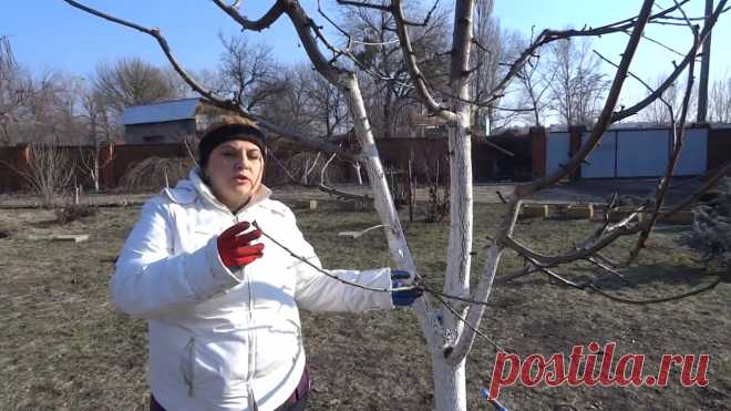 ОБРЕЗКА ЧЕРЕШНИ: 4 важных шага в обрезке. Принципы обрезки черешни. Вы узнаете биологические особенности черешни, задачи формировки, принципы обрезки. Как снижать крону деревьев. Обрезаем черешню Вал...