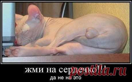Хи-хи-хи...ржака!
САША БЕРЕЗИН