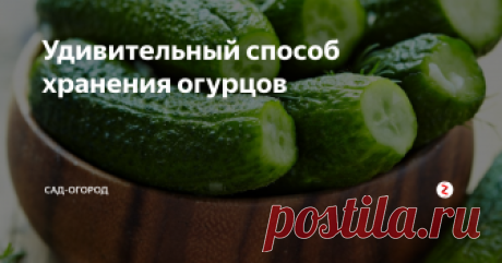 Удивительный способ хранения огурцов Огурцы могут храниться свежими 3-4 недели благодаря этому способу