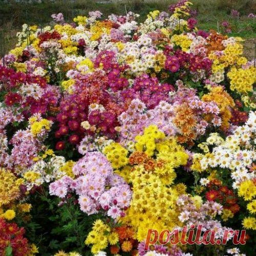 Самоцветик