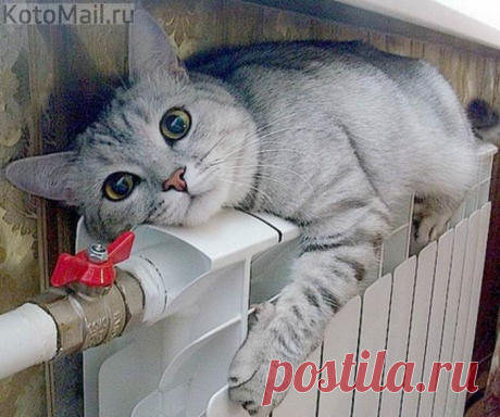 Хорошо когда тепло | KotoMail.ru