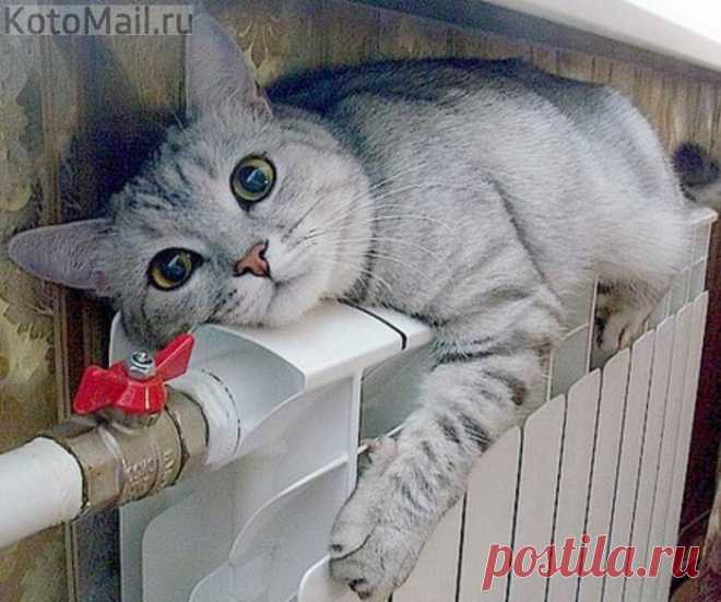 Хорошо когда тепло | KotoMail.ru