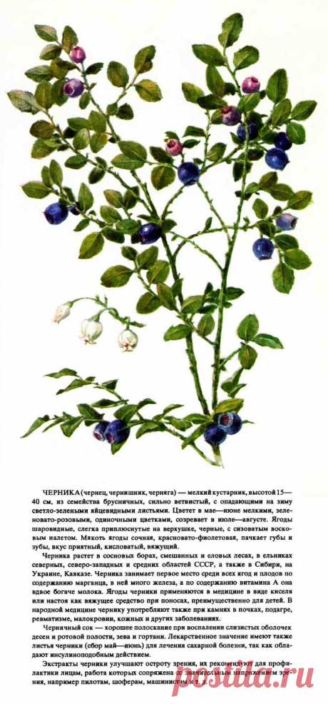 Черника