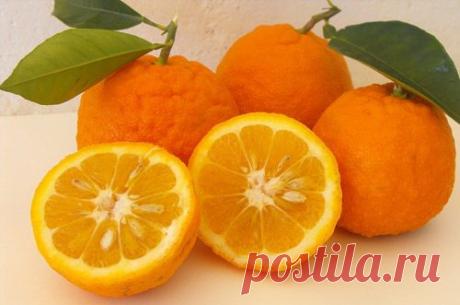 Помогает сжигать жир;)) В чем основные преимущества апельсинов? — Диеты со всего света