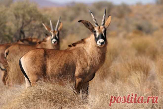 флора и фауна танзании – Google Поиск