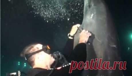 Дельфин попросил дайвера о помощи