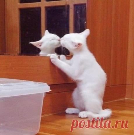 КотоДамы. Смешные фото кошек для хорошего настроения | Мечтательная кошка | Яндекс Дзен