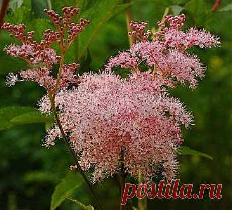 Таволга (лабазник)