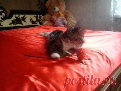 кот мейн-кун