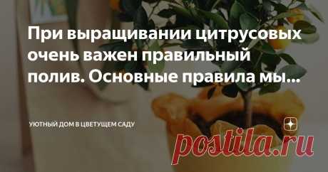 Уютный дом в цветущем саду Пост автора «Уютный дом в цветущем саду» в Дзене ✍: При выращивании цитрусовых очень важен правильный полив. Основные правила мы собрали в галерее.