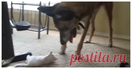 ОТСТАВНОЙ ВОЕННЫЙ ПЕС ВПЕРВЫЕ В ЖИЗНИ ВИДИТ КОТЕНКА Пёс по кличке Шеф Х067 повидал множество вещей во время своей службы в армии, но никогда не встречал котят. Маленький белоснежный комок радости вызвал у сурового отставного "вояки" любопытство и замешательство.





×



















источник