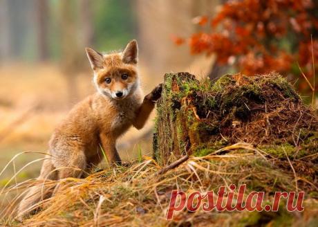 Животные крупным планом Роберта Адамека (Robert Adamec) — Фотоискусство