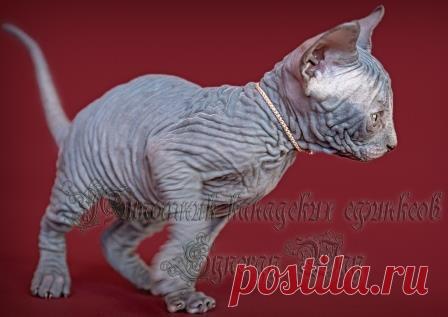 Девочка голубая
.