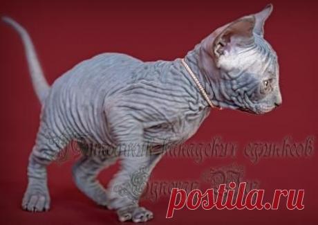 Девочка голубая
.